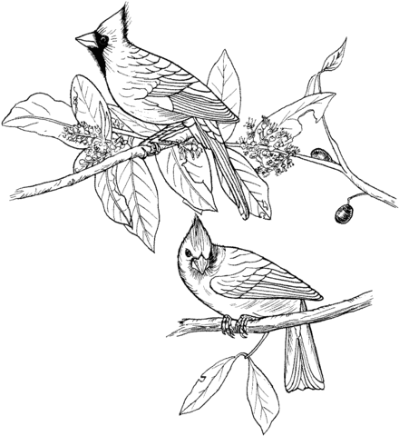 Red cardinals coloring page from northern cardinal category select from â bird coloring pages bird drawings coloring pages