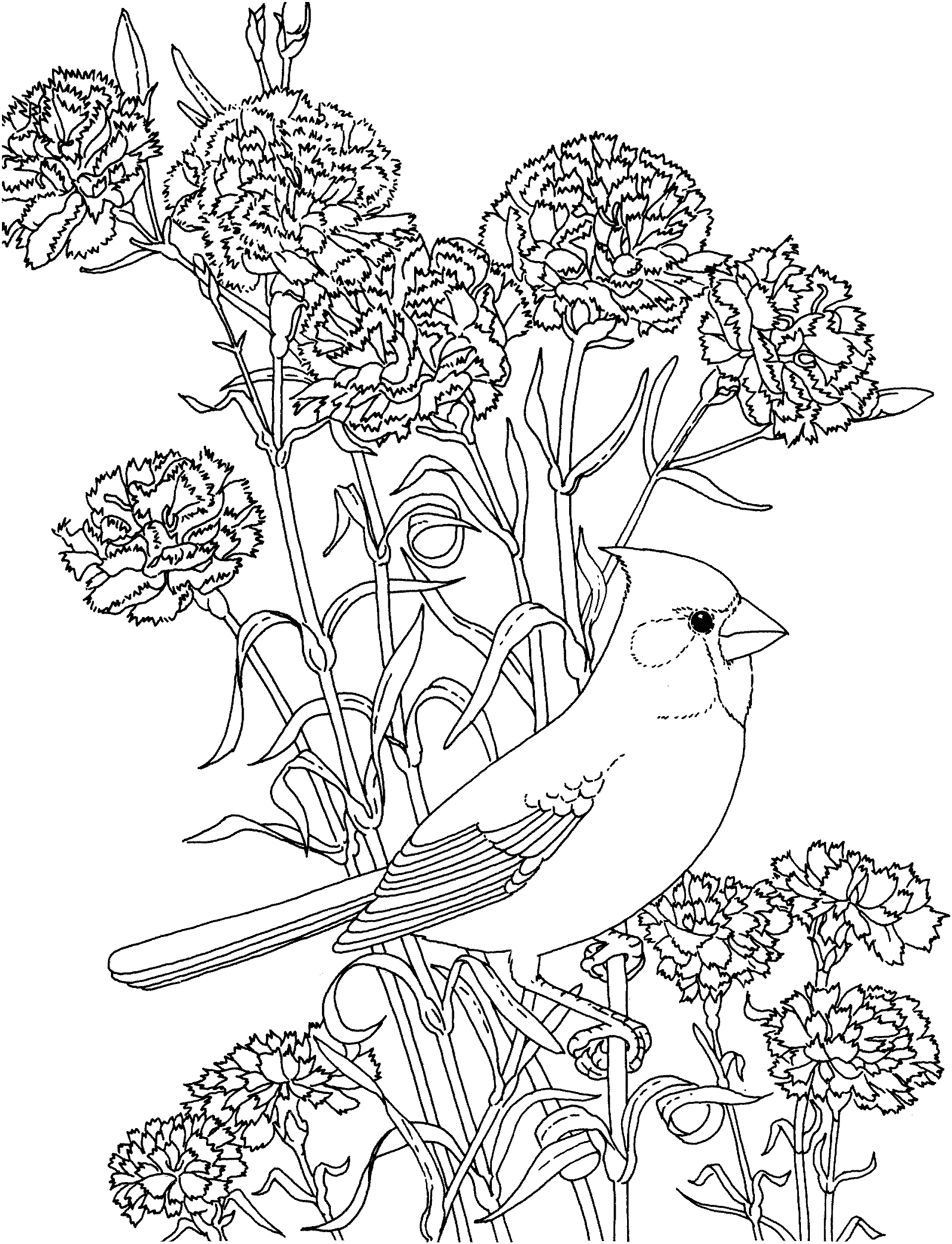 Cardinal coloring page flower coloring pages bird coloring pages coloring pages
