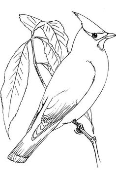 Cardinal bird coloring pages eas bird coloring pages coloring pages cardinal birds