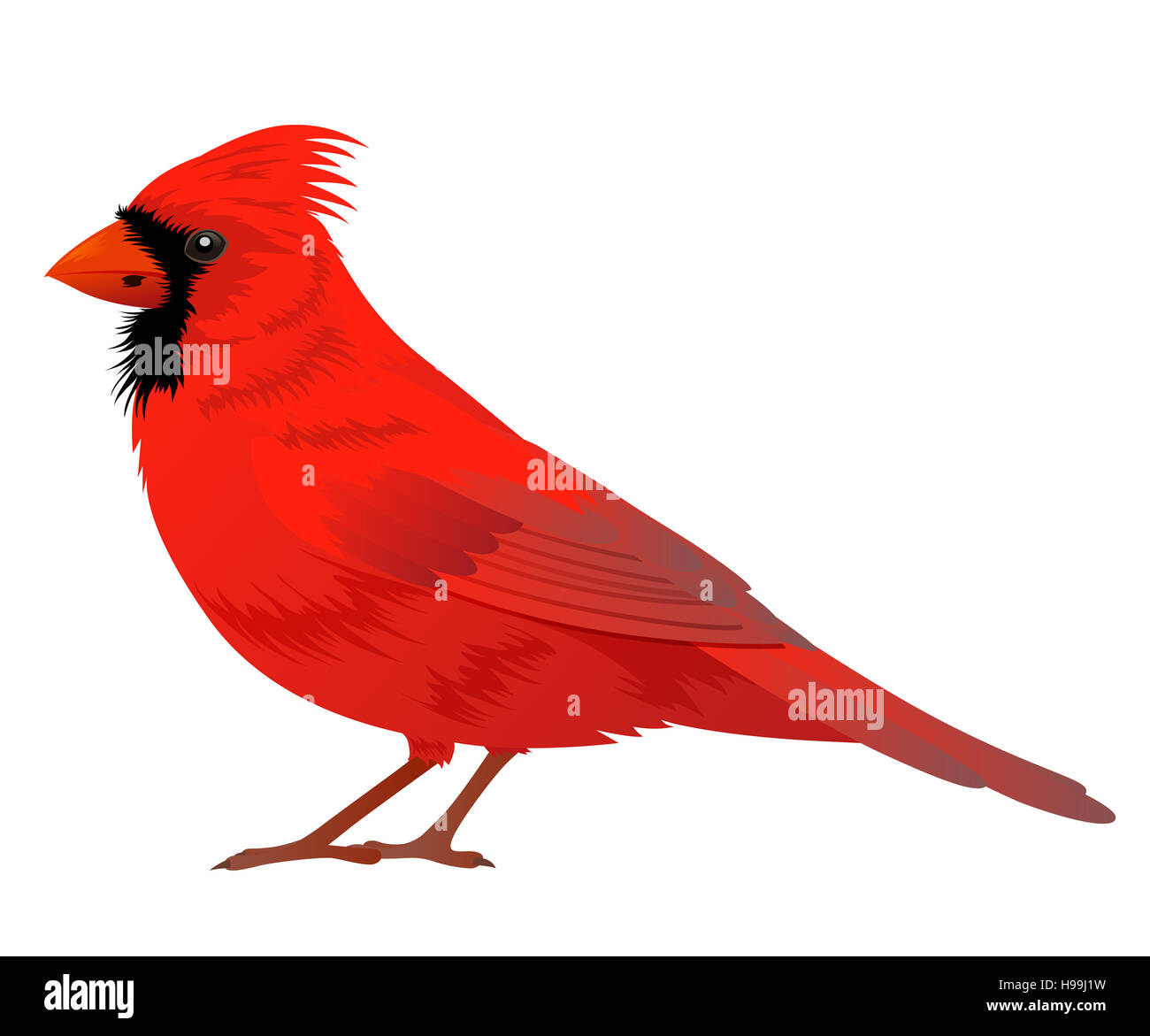 Cardinal bird cut out stock images pictures