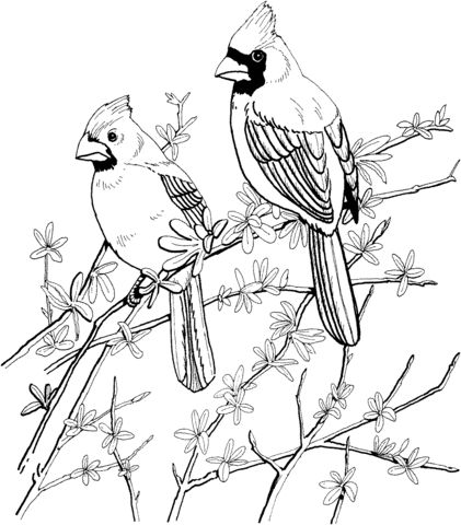 Two red cardinals coloring page free printable coloring pag in bird coloring pag bird drawings coloring pictur