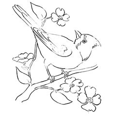 Cardinal bird coloring pages eas bird coloring pages coloring pages cardinal birds