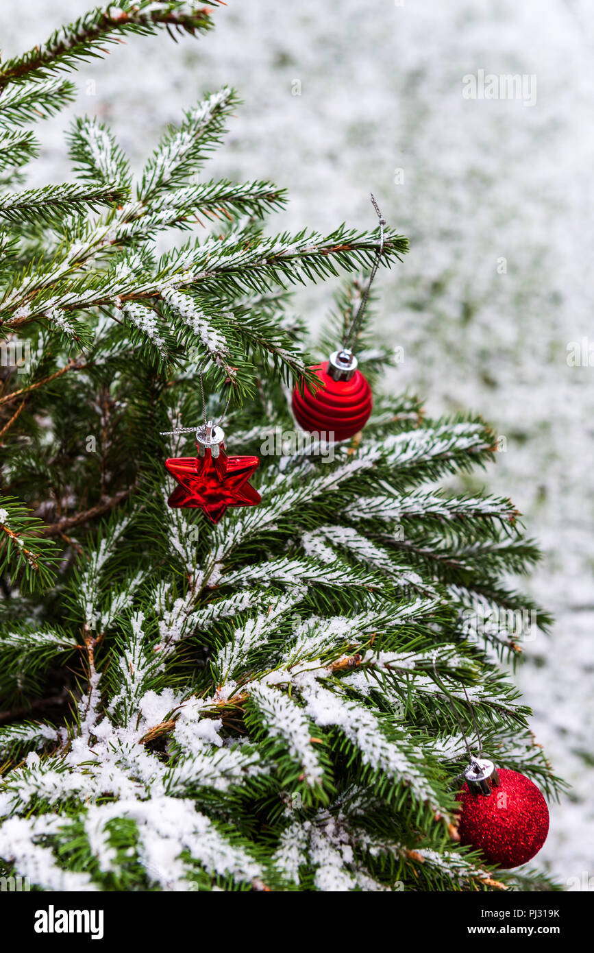 Background image of natural fir tree brunches covered with snow christmas wallpaper concept stock photo