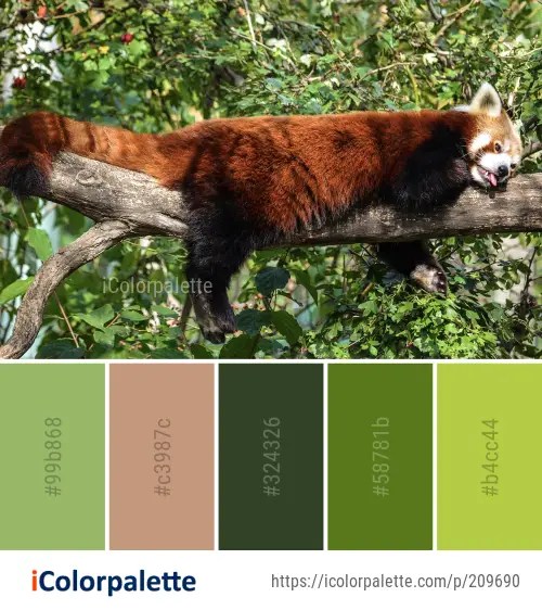 Red panda color palette ideas in