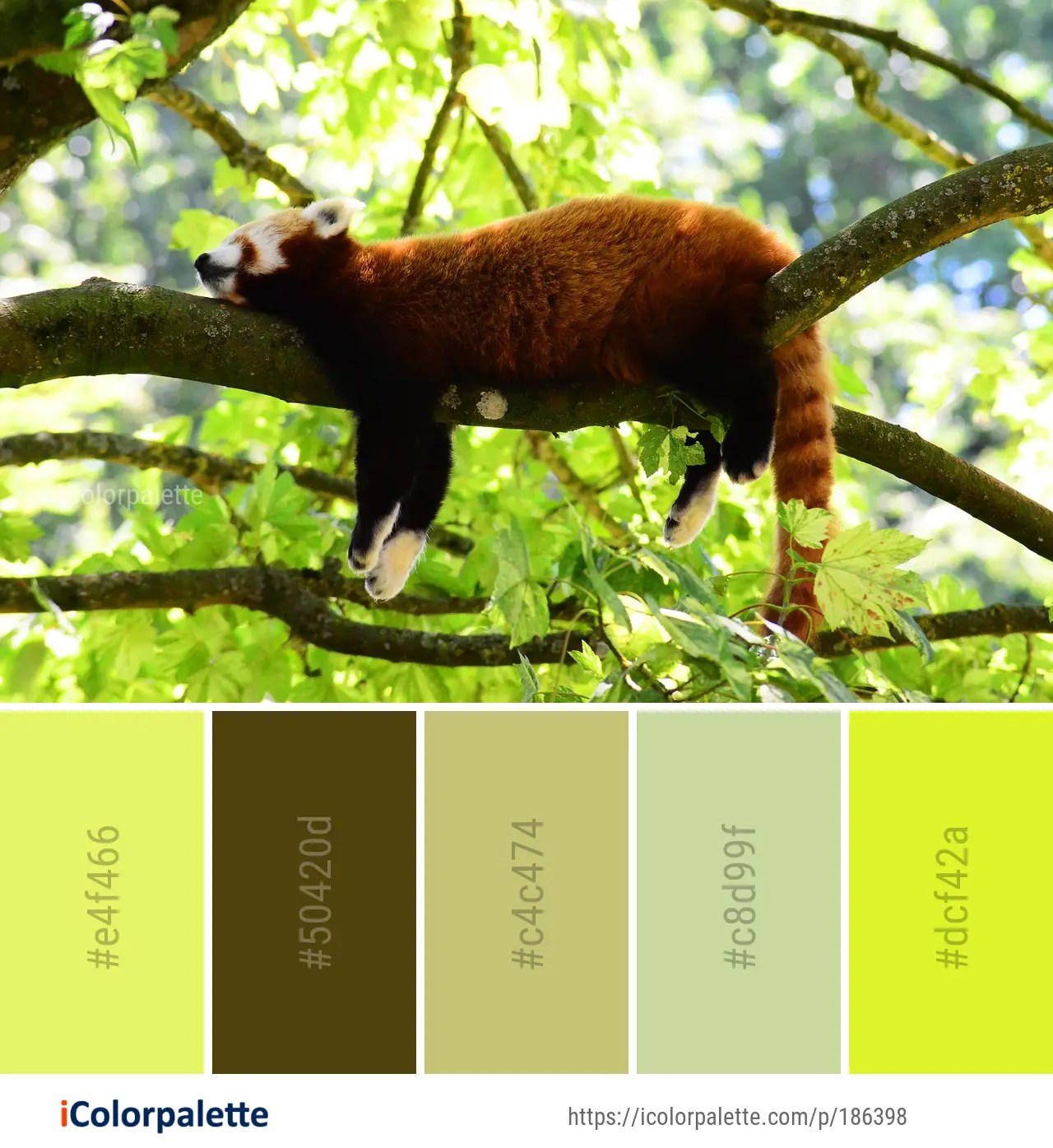 Red panda color palette ideas in