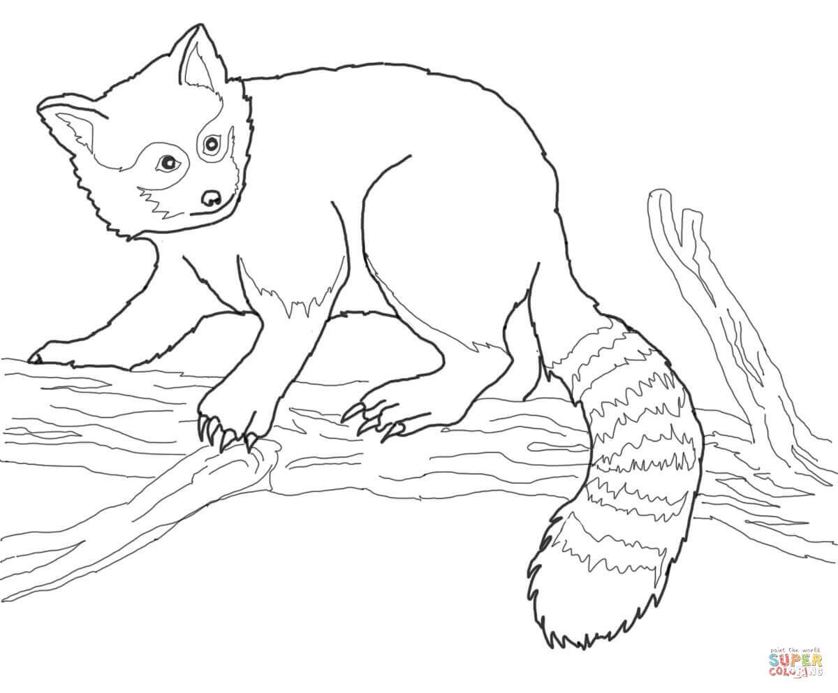 Red panda coloring pages printable for free download