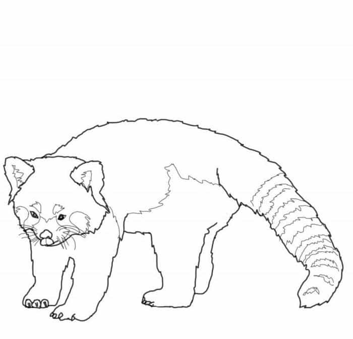 Red panda coloring pages panda coloring pages puppy coloring pages animal coloring pages