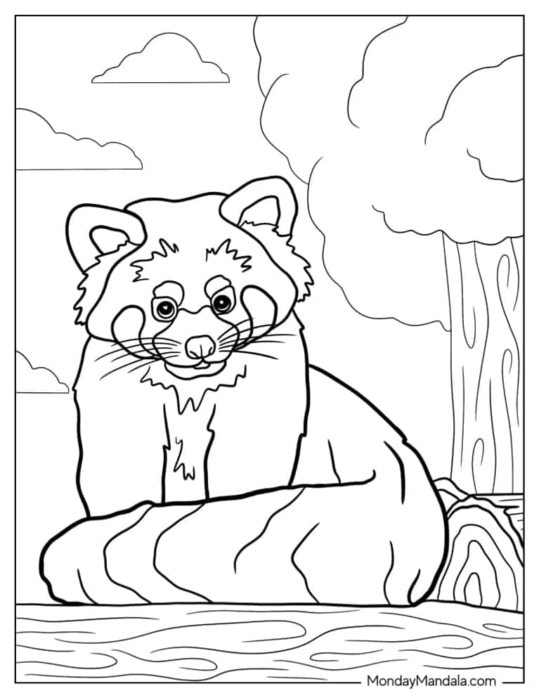 Red panda coloring pages free pdf printables