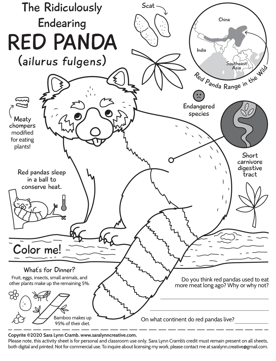 Red panda activity page by sara lynn cramb on