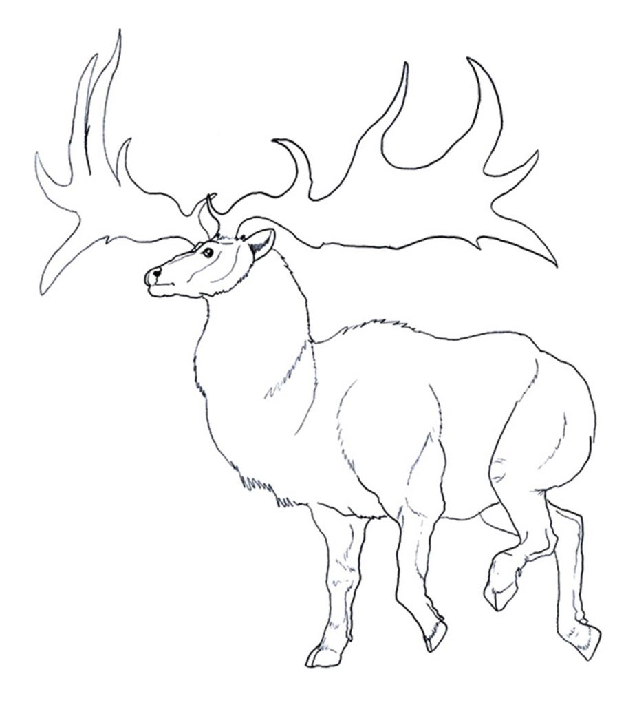 Top free printable reindeer coloring pages online