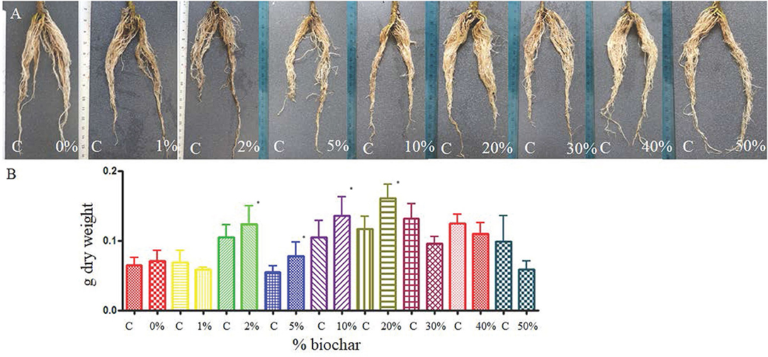 Frontiers effects of biochar on the growth and development of tomato seedlings and on the response of tomato plants to the infection of systemic viral agents