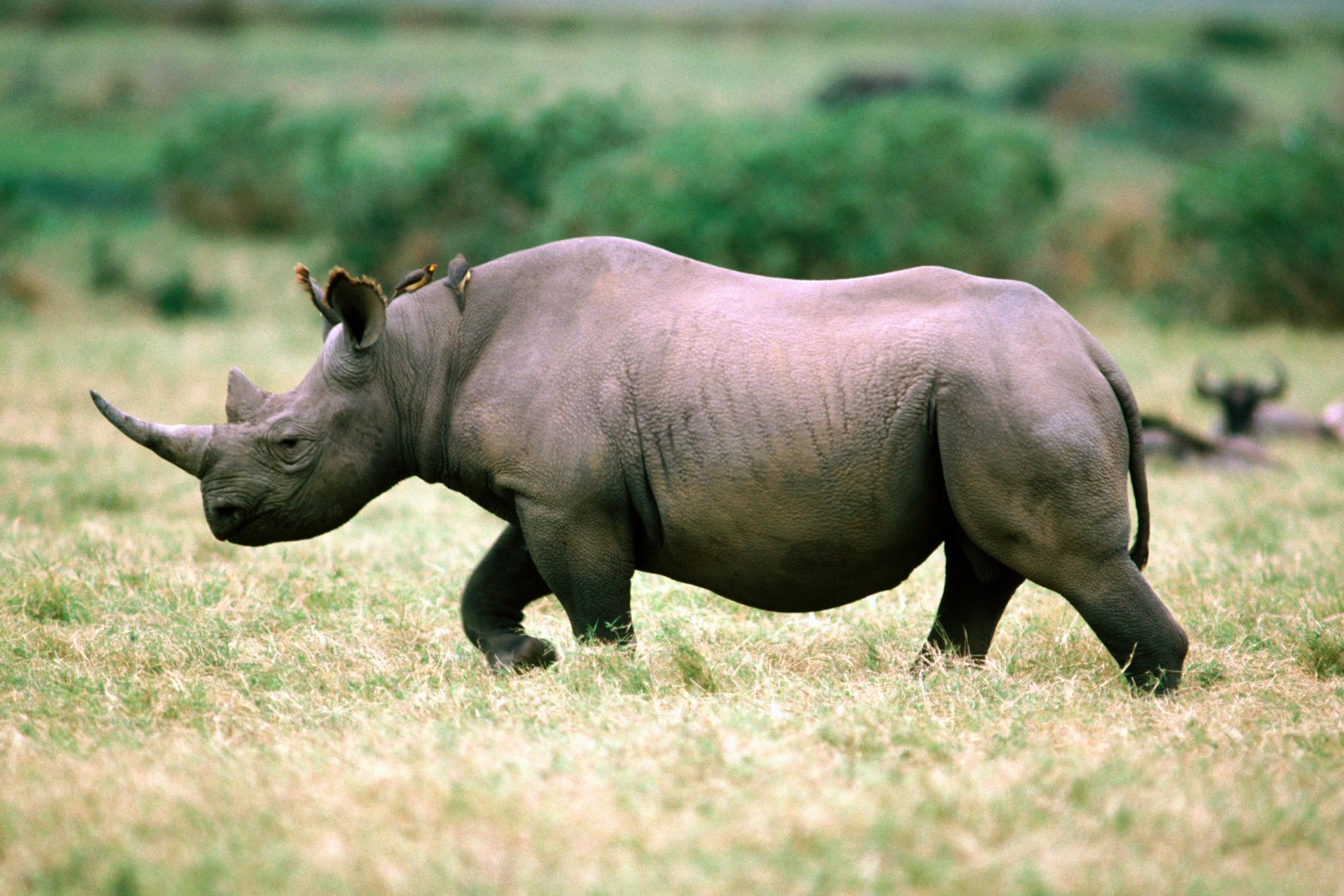 Rhino s for desktop download free rhino pictures and backgrounds for pc