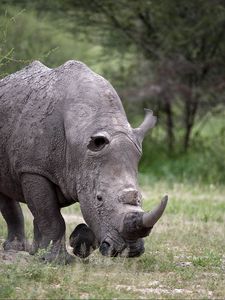 Rhino old mobile cell phone smartphone wallpapers hd desktop backgrounds x images and pictures