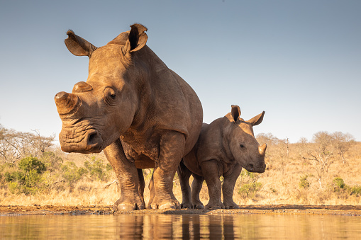 Rhino pictures hd download free images on