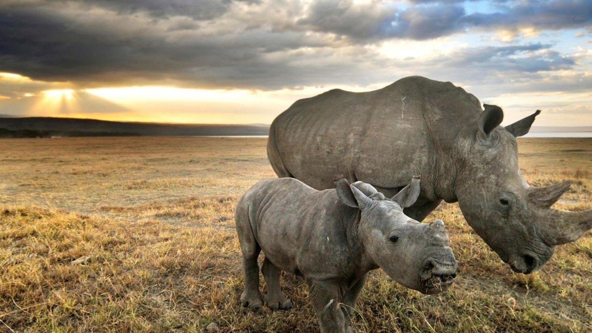 Rhino wallpapers pictures