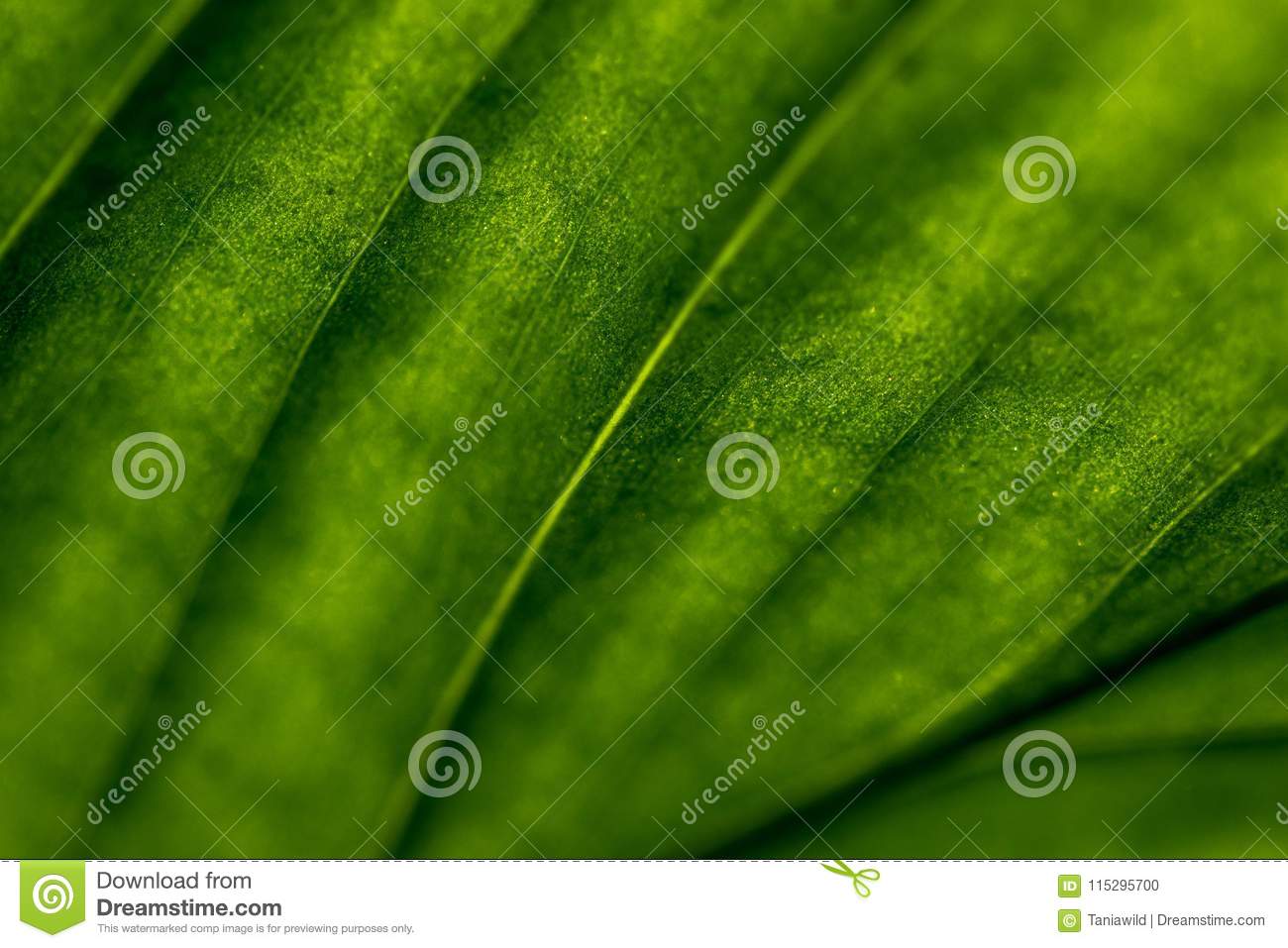 Closeup background of sunlight ing through green leaf rich texture good for phone or desktop wallpapers stock photo