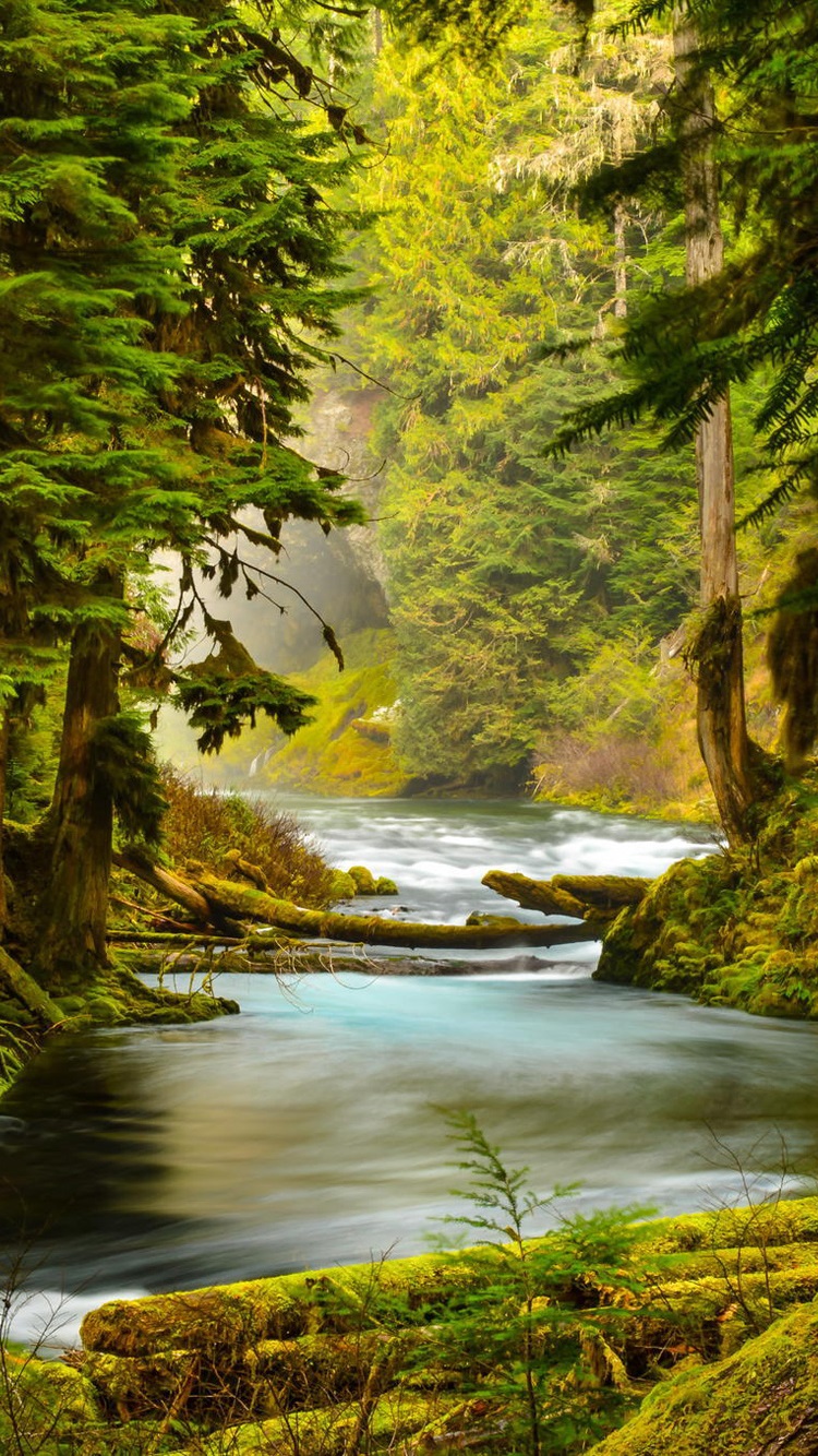 Mckenzie river oregon forest river trees iphone x gs wallpaper download