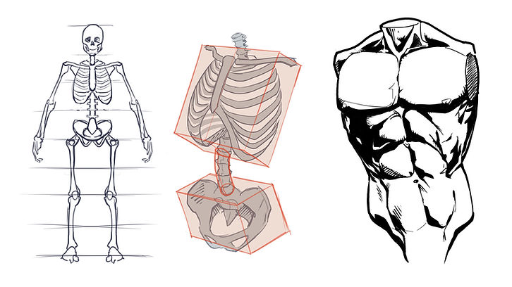How to draw the torso front view