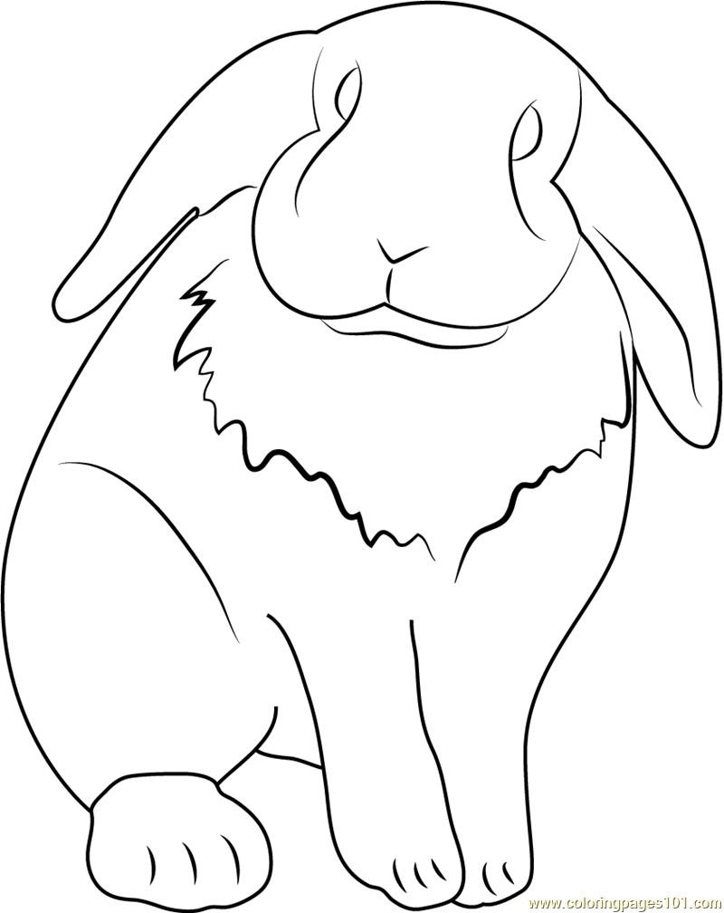 Lop eared pet rabbit coloring page for kids