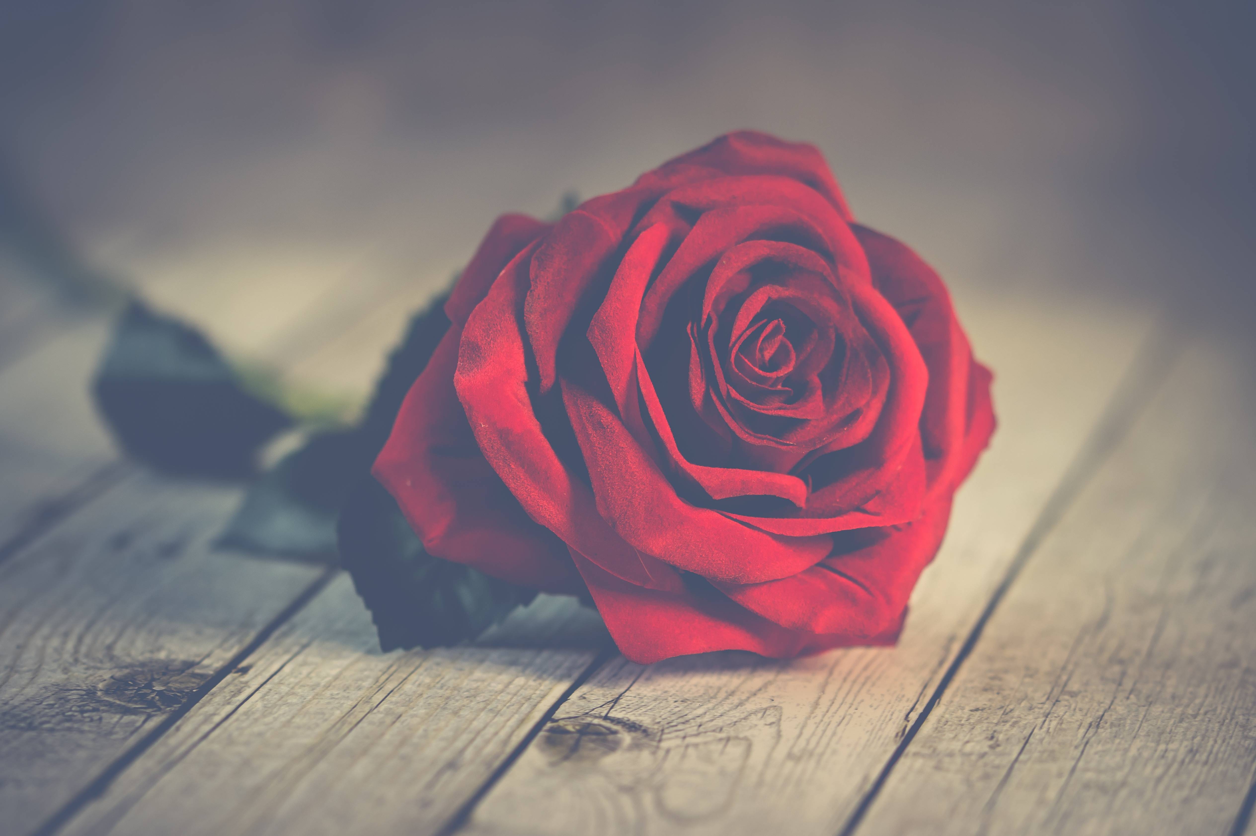 Nature romantic background roses love