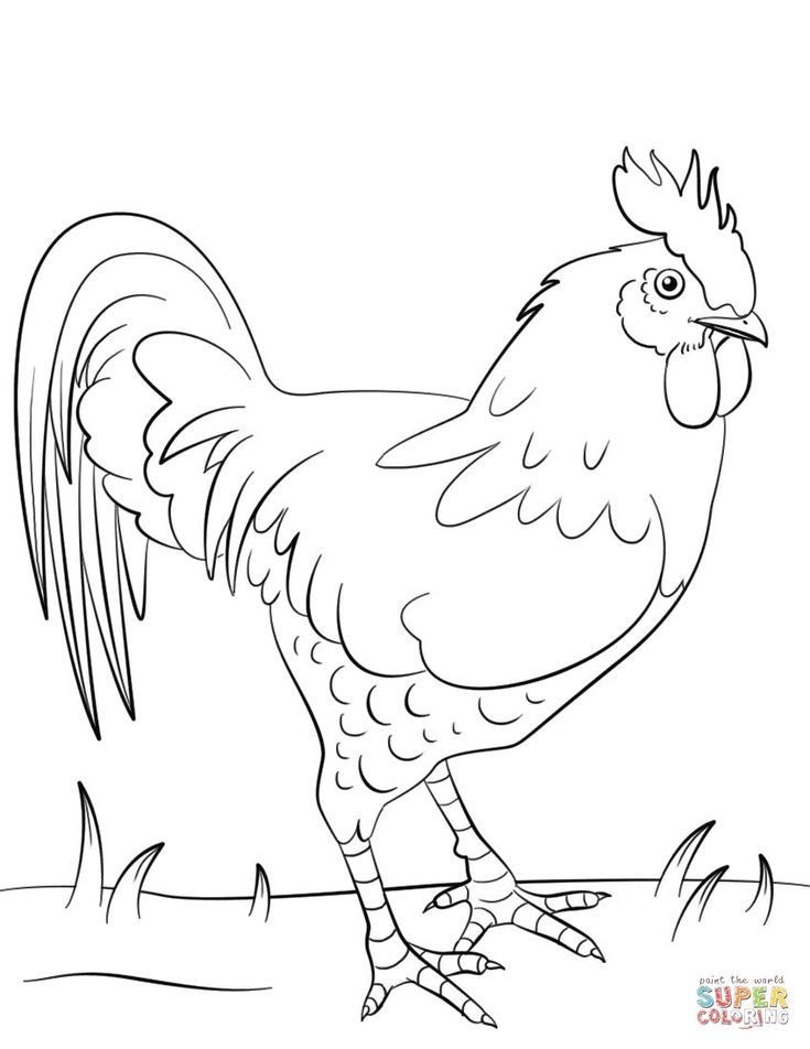 Brilliant photo of rooster coloring page