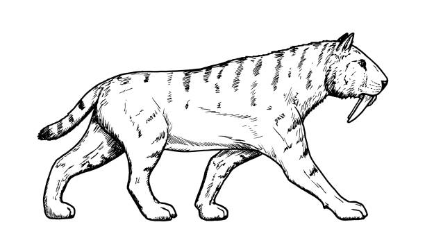 Drawing of sabertoothed cat hand sketch of extinct mammal stock illustration