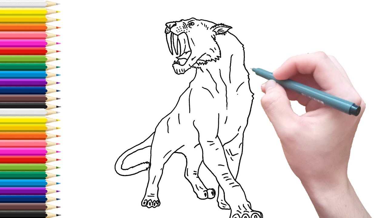 How to draw saber tooth tiger drawing color page for kids