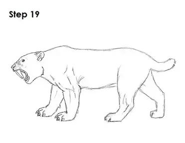 How to draw a smilodon saber