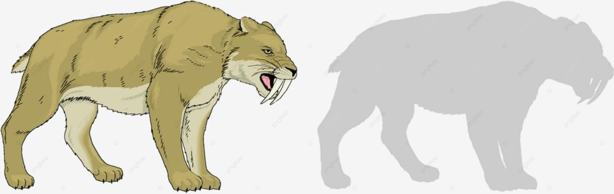 Saber tooth vector hd png images saber tooth tiger print and vectors allpu mammals png image for free download