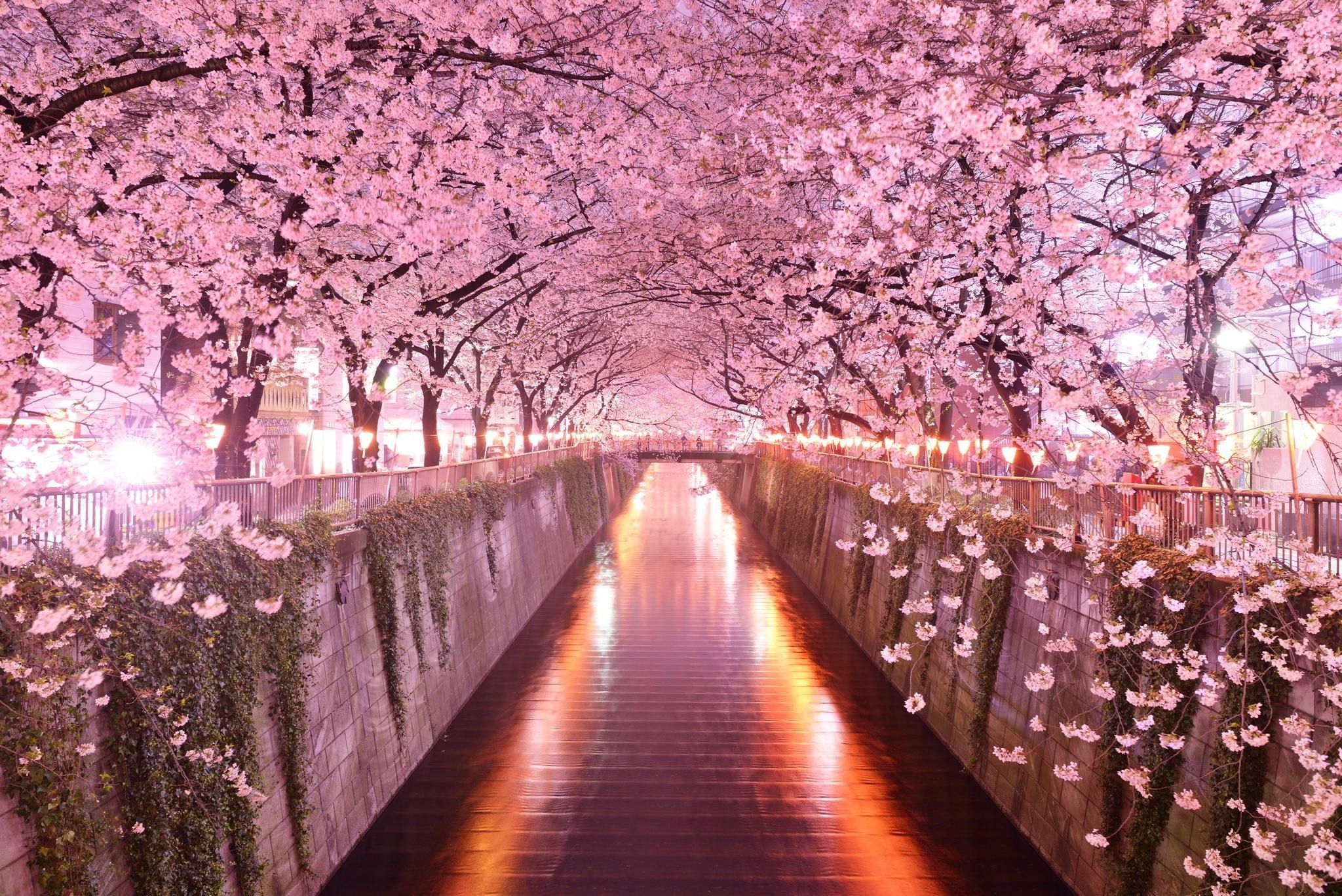 Cherry blossom desktop s on