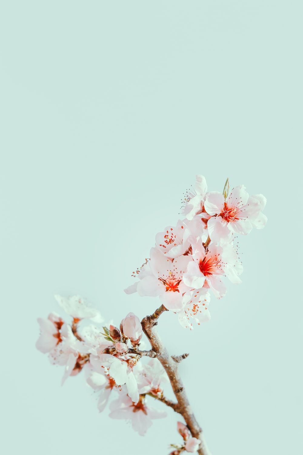 Cherry blossom pictures download free images on