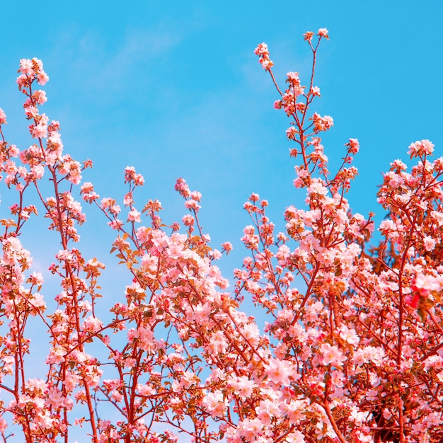Premium photo fashion aesthetics wallpaper pink flowers cherry blossom tree
