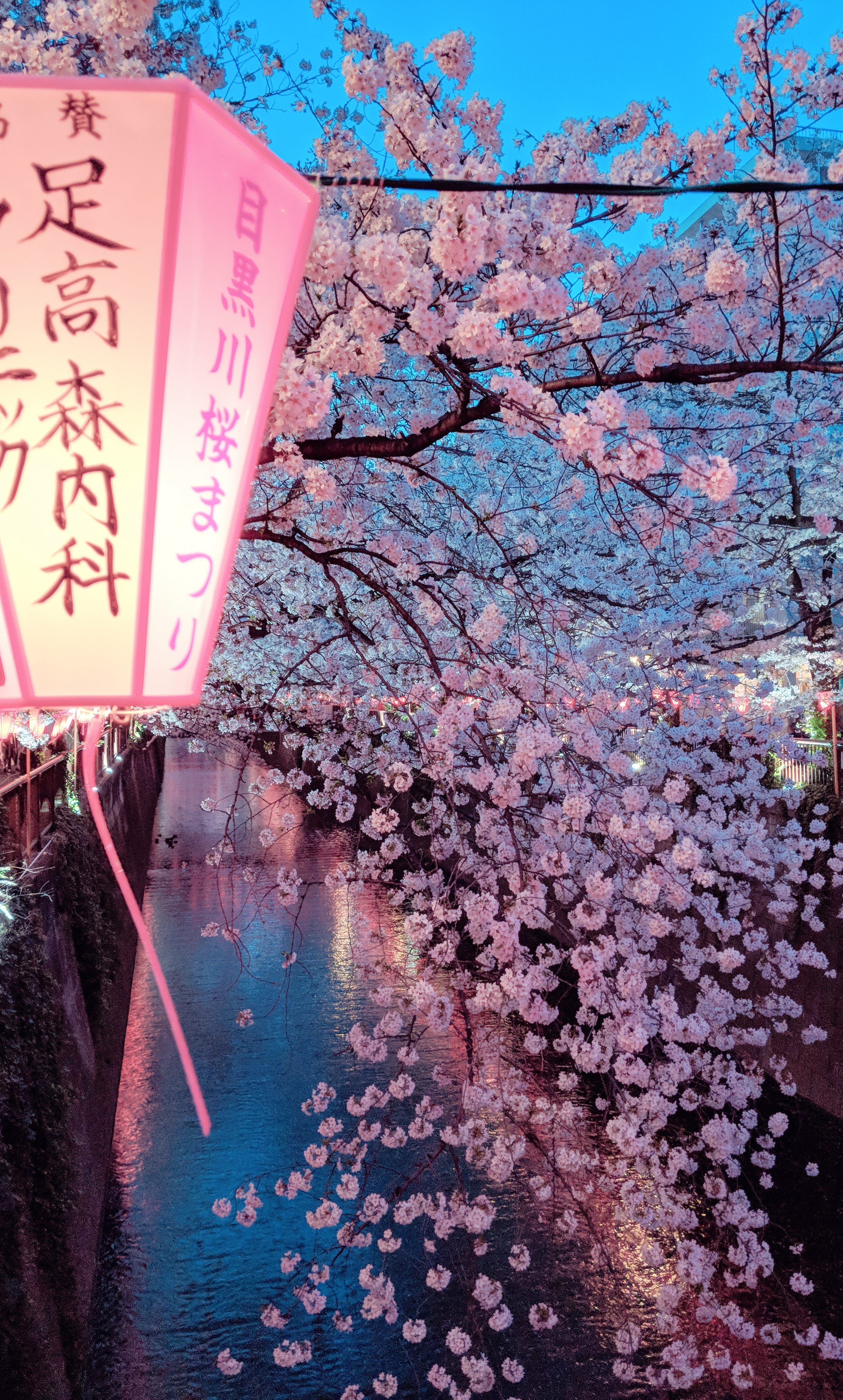 Cherry blossom tree aesthetic wallpapers