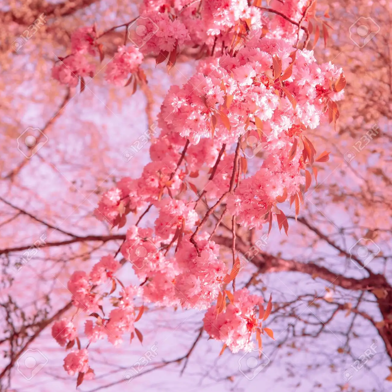Fashion wallpaper pink flowers aesthetics cherry blossom tree stock photo picture and royalty free image image