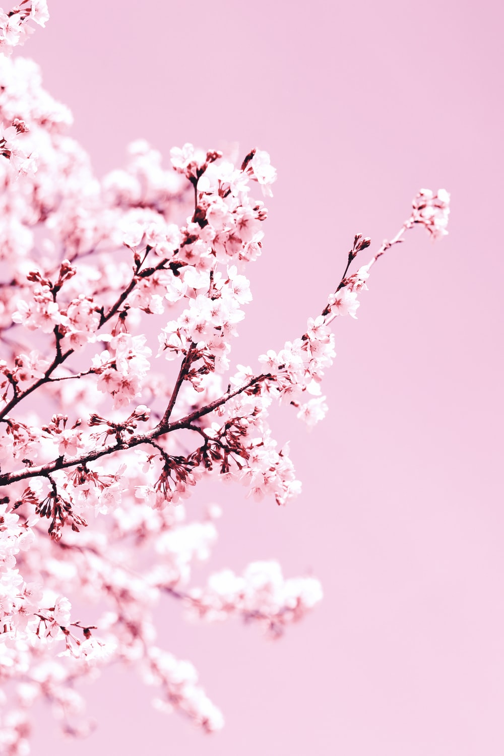 Blossom tree aesthetic wallpapers