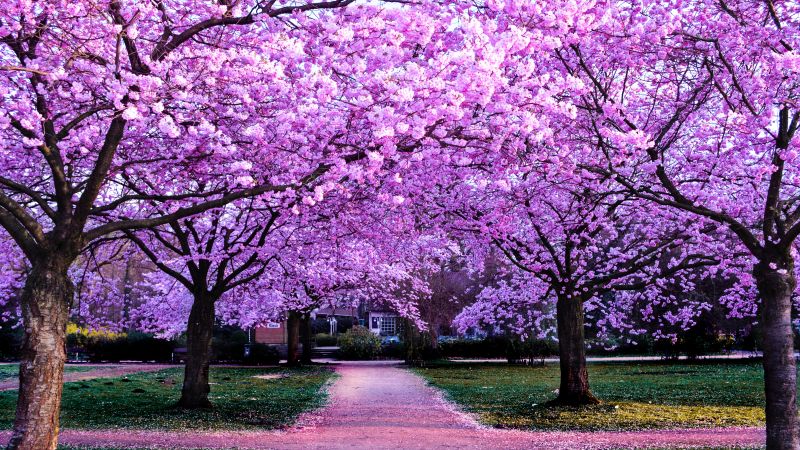 Cherry blossom trees wallpaper k purple flowers pathway nature
