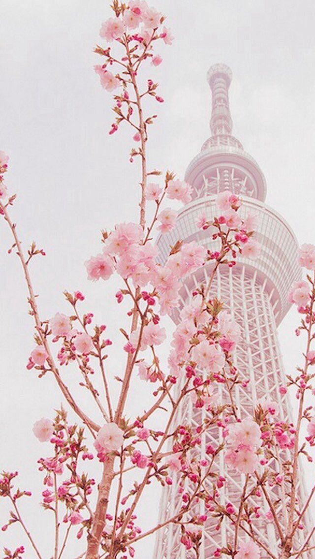 Japan aesthetics on twitter cherry blossom wallpaper anime scenery wallpaper anime cherry blossom