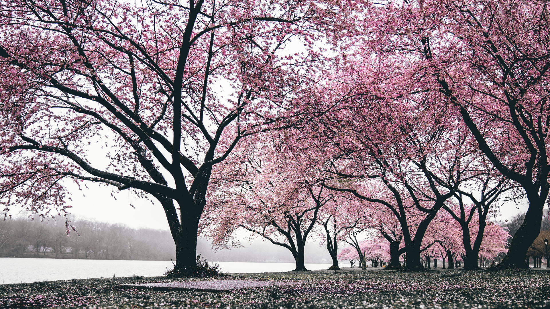 X cherry blossoms trees k laptop full hd p hd k wallpapers images backgrounds photos and pictures