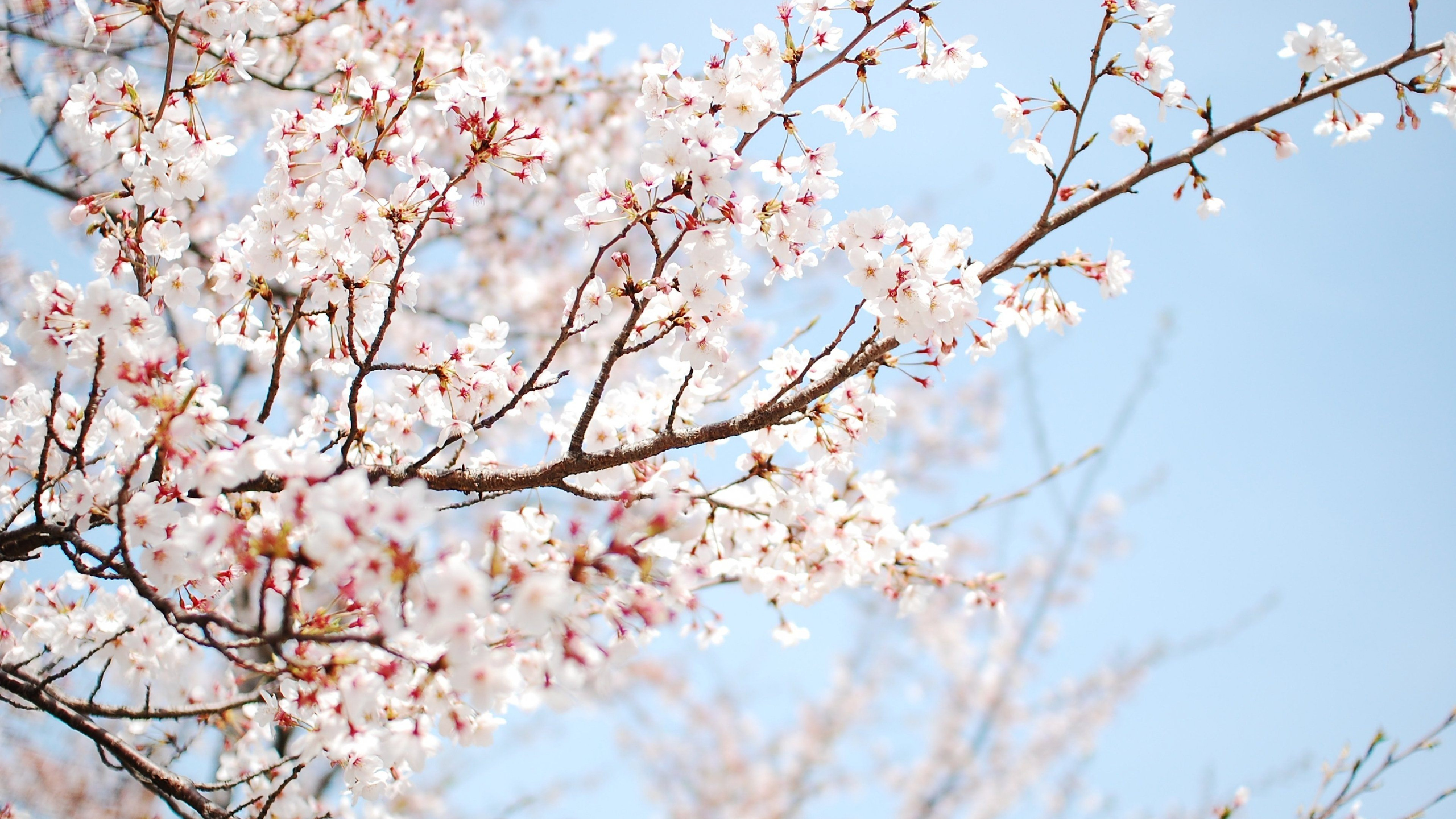 Download cherry tree sakura flower cherry wood sakura flower wallpaper in x resolution