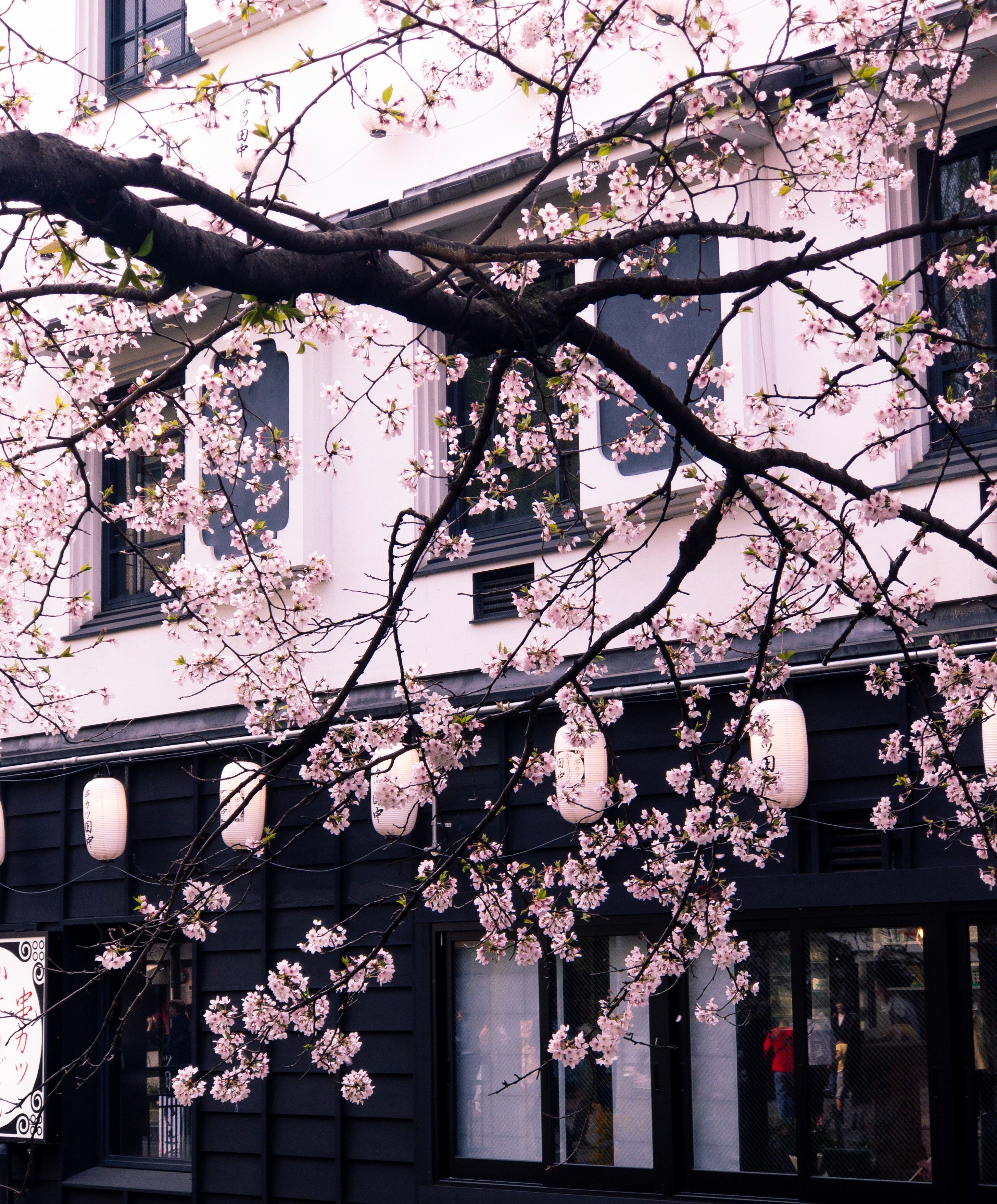 Sakura tree photos download the best free sakura tree stock photos hd images