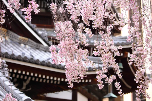Sakura tree in japanese temple stock photo by leungchopan