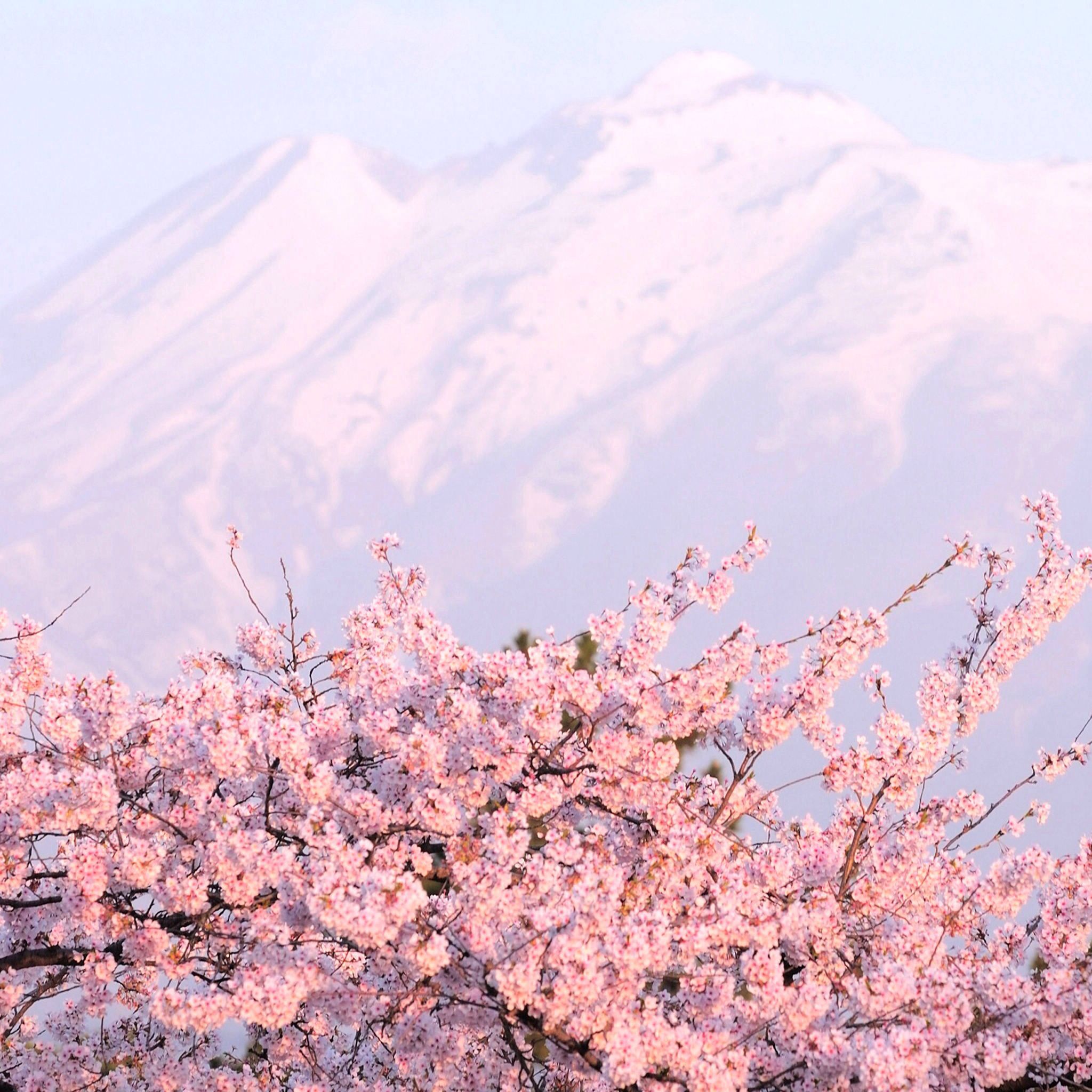 Blossoms ipad air wallpaper tree drawing sakura tree
