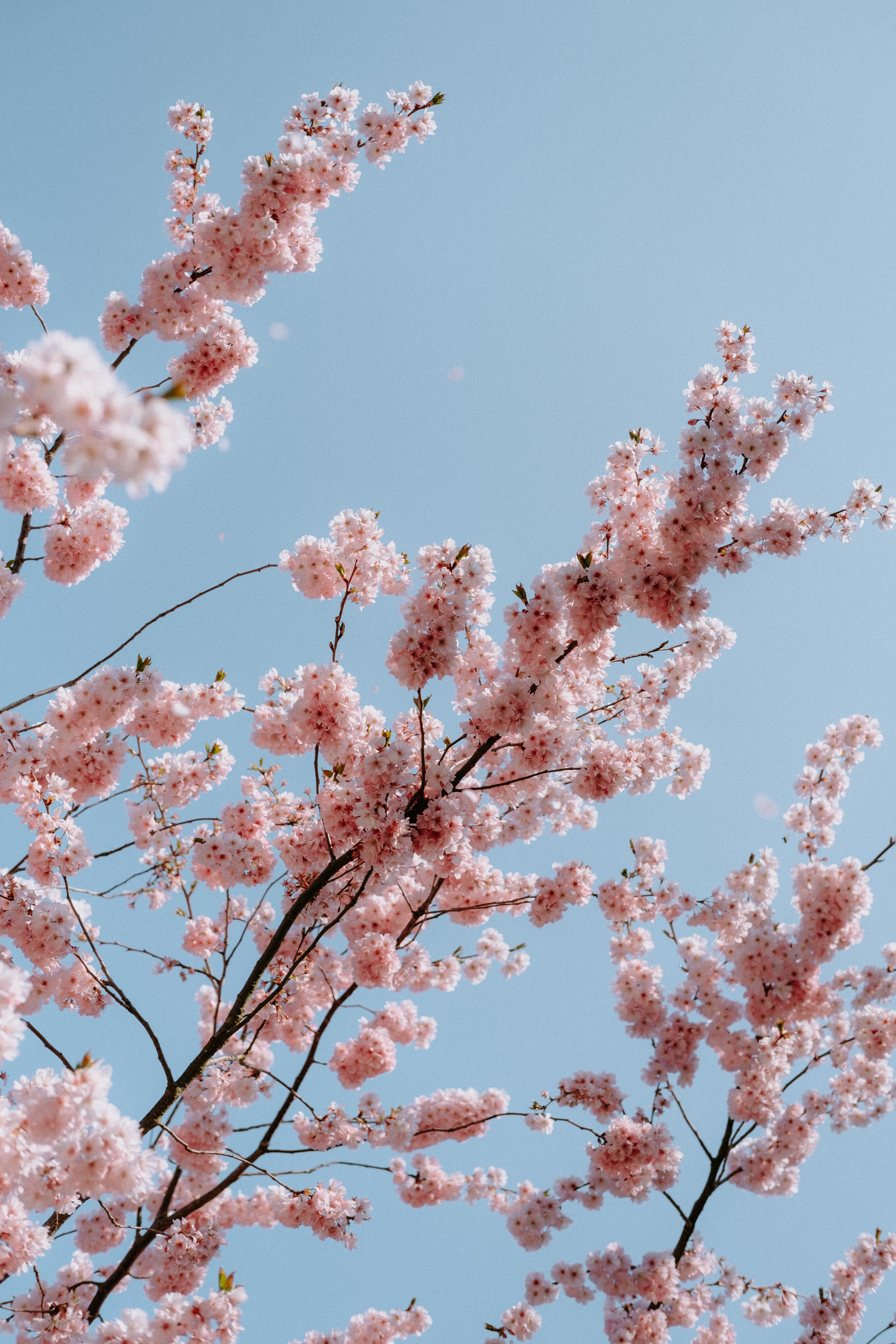 Cherry tree photos download the best free cherry tree stock photos hd images