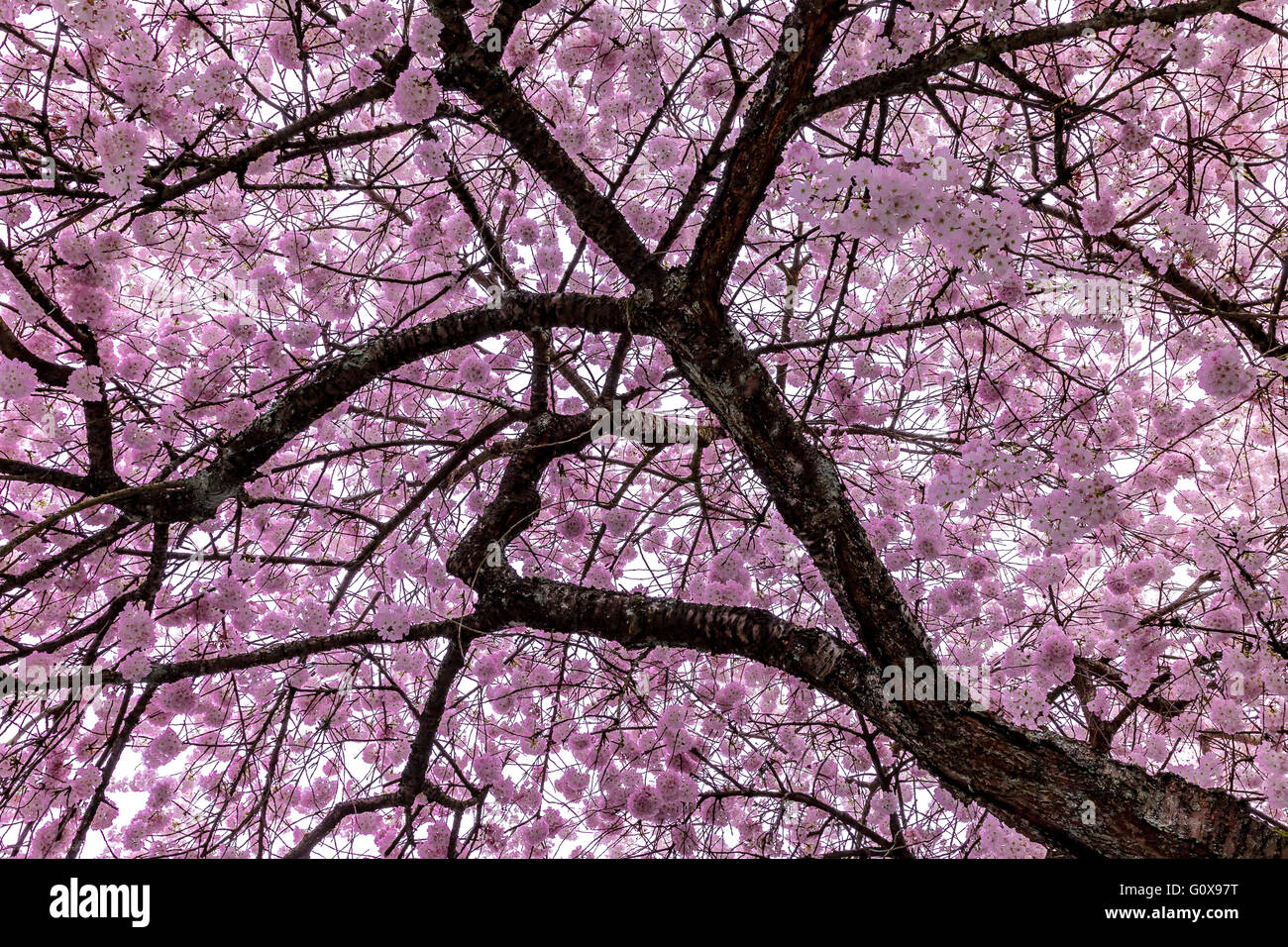 A cherry blossom tree in full bloom during the first week of spring stock photo