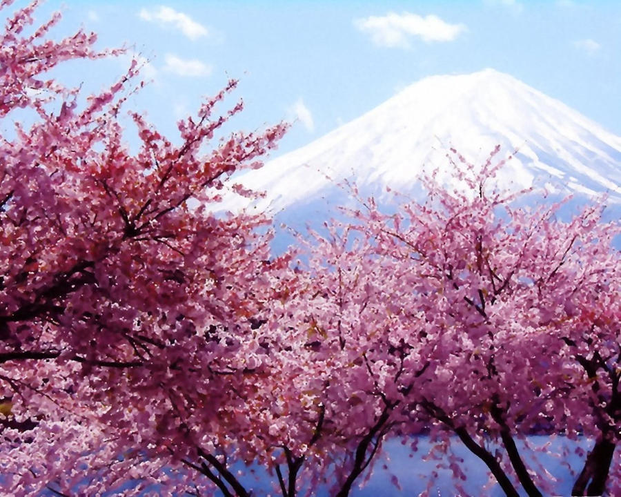 Cherry blossom tree wallpaper by squalodensetsu on