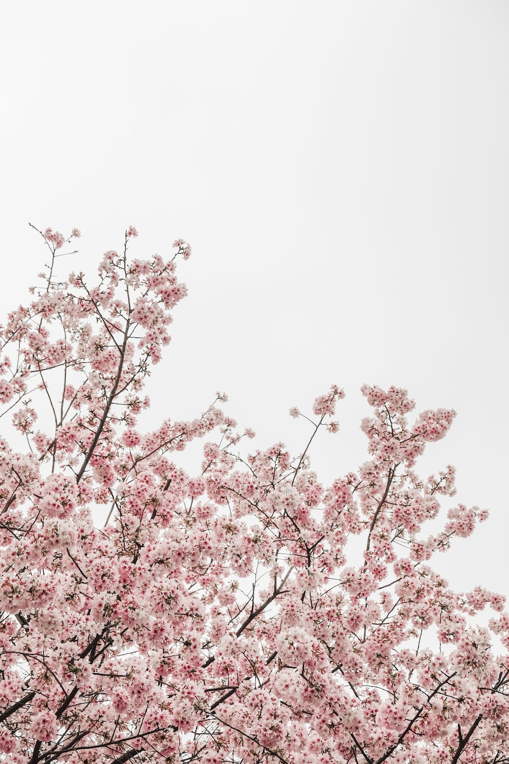 Best sakura tree pictures hd download free images on
