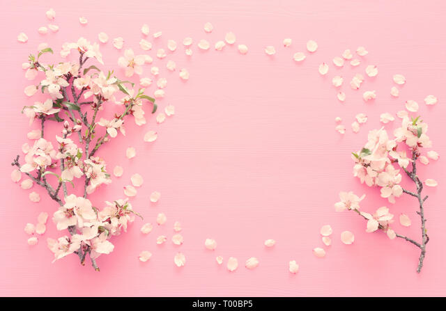 Photo of spring white cherry blossom tree on pastel pink wooden background view from above flat lay stock photo