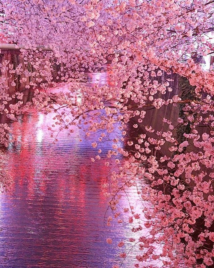 Âïâãyumiââïâïââ on twitter sakura tree cherry blossom wallpaper blossom trees