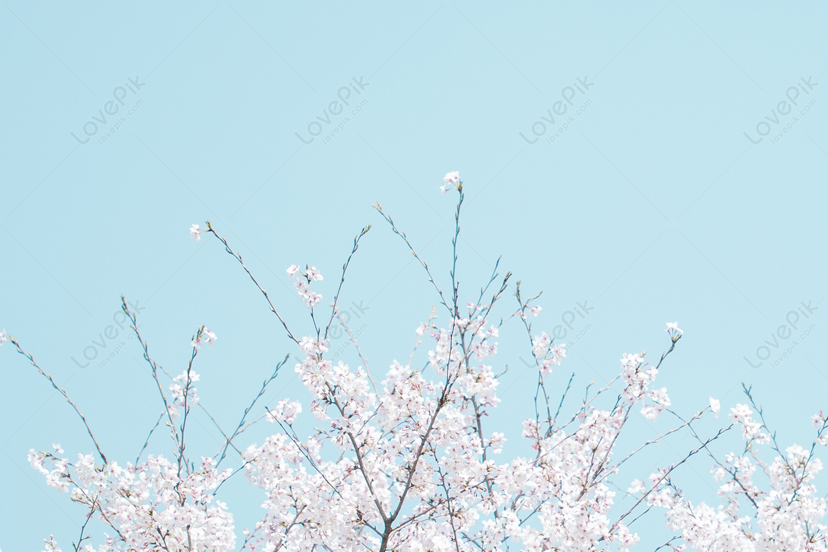 Fresh sakura tree picture and hd photos free download on