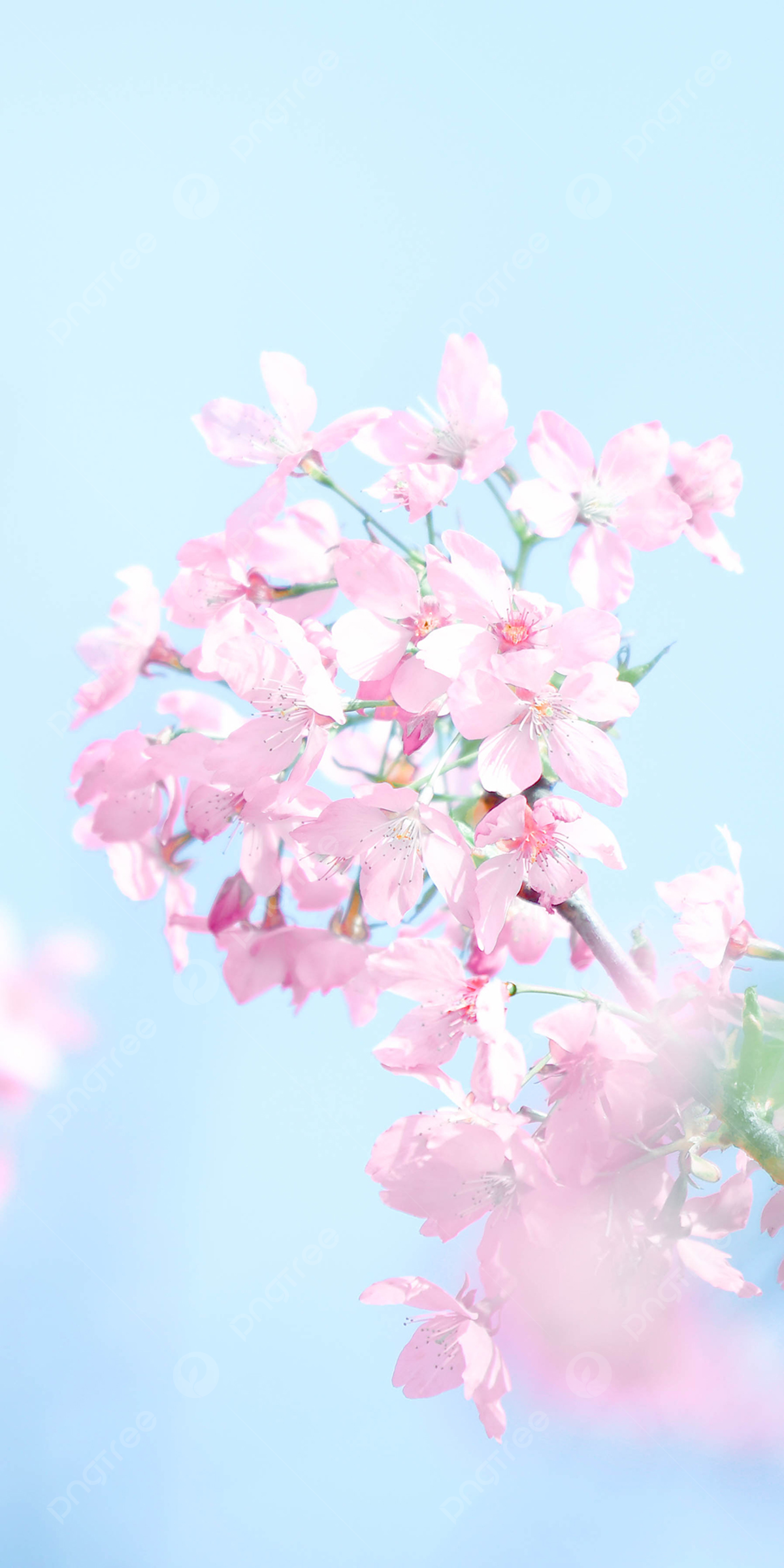 Sakura vertical photography picture pink cherry blossom romantic phone wallpaper background sakura cherry blossoms spring background image for free download